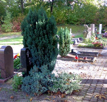 baumgross.jpg